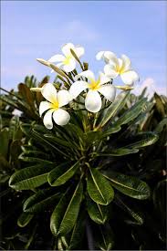 Plumeria Obtusa Pua Mau Garden 021211 2 With Images Plumeria Beautiful Flowers Fragrant Flowers