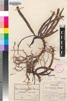 Image result for Chamaeangis