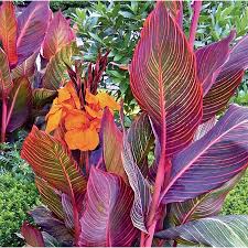 Garden State Bulb In Pot Tropicanna Canna Lily L10956 Lowes Com Canna Lily Landscaping Canna Lily Flowers Perennials