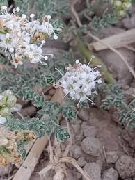 Image result for Cressa cretica