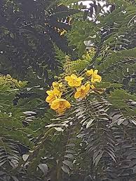 Image result for Cassia abbreviata