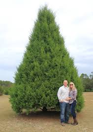A christmas tradition for over 30 years! Cut Your Own Tree At Strickland S Christmas Tree Farm In Defuniak Springs Walton Outdoors