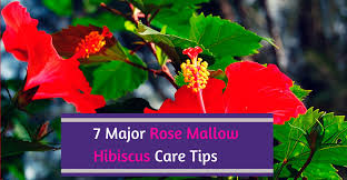 The rose mallow has been blooming since early july and is thriving here in the pacific nw despite a cooler summer, little watering on my part, and not so fertile soil. Seven Major Rose Mallow Hibiscus Care Tips