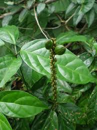 Image result for Thomandersia hensii