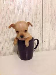 Find chihuahua in dogs & puppies for rehoming | find dogs and puppies locally for sale or adoption in. Teacup Chihuahua Puppies For Sale In Houston Texas Classified Americanlisted Com