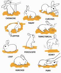 Held And They Will Run Away From You But There Are Times When You Have To Pick Your Rabbit Up Whether It Be Whe Pet Bunny Rabbits Rabbit Care Pet Rabbit