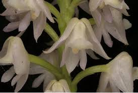 Image result for Polystachya spatella