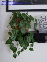 Heart Leaf Philodendron Philodendron Hederaceum Var Oxycardium Heart Leaf Philodendron Philodendron Ivy Plant Indoor