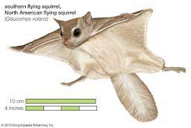 Flying squirrel | Habitat, Adaptations, & Facts | Britannica