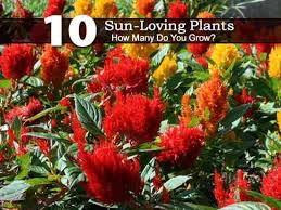 To begin with, let's take a look at some of my top picks for perennial flowers for full sun sites. 10 Sun Loving Plants How Many Do You Grow