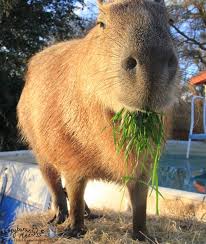 Some are just as fun and loving as traditional pets like dogs or cats. Pin On Capybara Photo Stalking