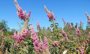 Image result for Spiraea douglasii