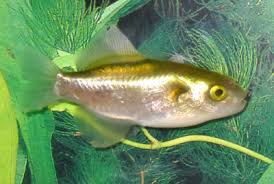 golden puffer auriglobus modestus avocado puffer bronze