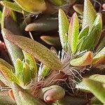 Image result for Portulaca foliosa