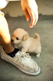 So it is just a precaution in case something happens. Cute Baby Golden Retriever Puppy So Cute Cute Puppy Animals At Repinned Net