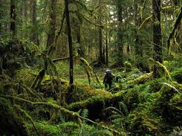 Maybe you would like to learn more about one of these? Rainforest Wikipedia