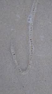 The pink creatures, sometimes also called fat innkeeper worms, usually live under the sand but were stranded on the beach after a storm. Creatures On Dubai Beach Offer Little Identifying Information All About Worms
