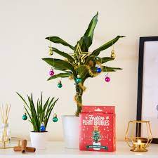 See more ideas about christmas plants, christmas decorations, christmas diy. Christmas Ornaments For Plants Popsugar Home