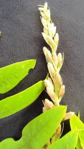 Image result for Sophora velutina