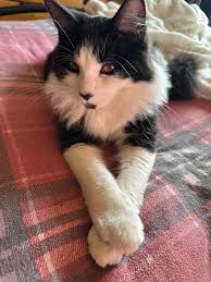 He's home!! Just wondering if anyone has seen my cat, Gavin? He's a very  friendly boy who meows a lot and I'm concerned that someone has taken him  in thinking he's lost.