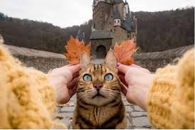 Bengal is a geopolitical, cultural and historical region located in south asia, specifically in the eastern part of the indian subcontinent at the apex of the bay of bengal. Travel Diaries Of Suki An Adorable Bengal Cat Who Will Make Your Quarantine Days Bearable World Times Of India Travel