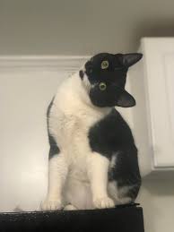 why does my cat tilt her head like a dog someone explain : r/cat