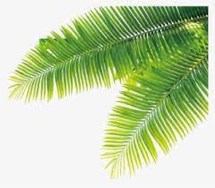 Over 40 tropical plants png images are found on vippng. Tropical Plants Png Transparent Tropical Plants Png Image Free Download Pngkey