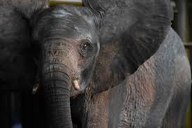 Capture for Captivity | ElephantVoices