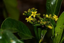 Image result for Psychotria capensis
