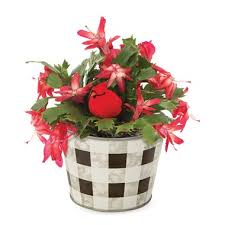 Christmas cactus, holiday cactus, crab cactus. Cardinal Christmas Wishes Sacramento Ca