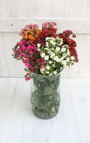 You may have heard that you can get water from a cactus if you are ever lost and dehydrated in a desert.* 11 Kalanchoe Ideas Little Flowers Flowers Flower Arrangements