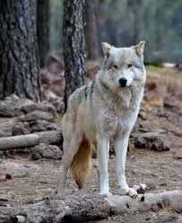 Alaskan Tundra Wolf A Photo From Arizona West Trekearth Wolf Dog Wolf Husky Dogs