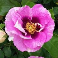 Rosa 'Memories and Moments'