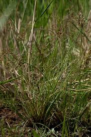 Image result for Fimbristylis aphylla