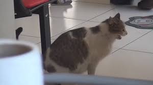 Dogum Sancisi Ceken Kedi Saglik Ocagina Gitti Izlesene Com