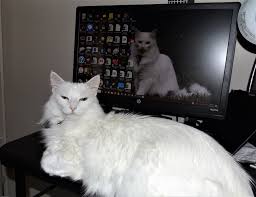 My Turkish Angora Meon Kitty Blocking My Keyboard Angora Cats Turkish Angora Turkish Angora Cat