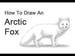 Draw lightly at first so that you can erase easily if you want to change anything. How To Draw An Arctic Fox Youtube