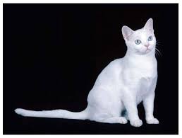 American Shorthair American Shorthair Cat Cat With Blue Eyes American Shorthair