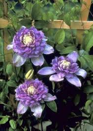 Maybe you would like to learn more about one of these? How To Grow Clematis Landscape Ontario