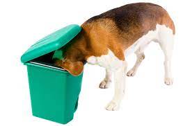 5 Tidy Tips For Keeping Your Dog Out Of The Trash Petguide