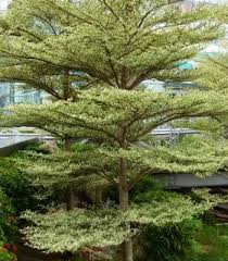 Image result for Terminalia boivinii