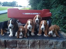 Check spelling or type a new query. Akc Basset Hound Puppies For Sale In Georgia American And European Basset Hound Puppies Hound Puppies Basset Hound Puppy Basset Hound