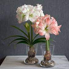 4 Sensational Types Of Urban Gardening Ideas Amaryllis Bulbs White Flower Farm Bulb Flowers