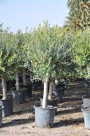 Olivenbaum Picual Olea Europea Picual Olivenbaum Olivenbaumchen Garten