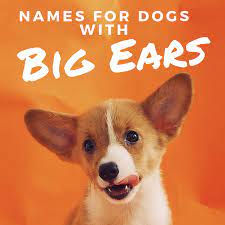 A dog's ears are made of cartilage, and that cartilage must grow strong enough to hold up the weight of those big ears. 50 Best Names For Dogs With Big Ears Or Floppy Ears Pethelpful