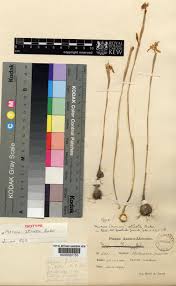 Image result for Moraea stricta