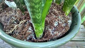 It is of no harm to humans in most of the cases. Problem With Soil For Snake Plant Help Greatly Appreciated