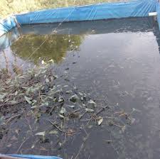 Mengelola Ternak Ikan Gurami Lele Di Kolam Terpal Plastik Publications Facebook