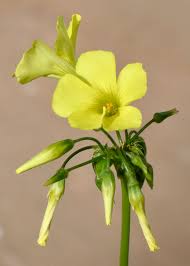 Image result for Oxalis pes-caprae