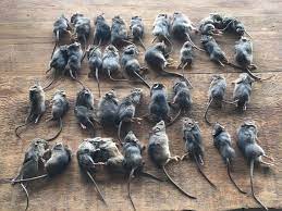 I think they don't want to do it because they're. Mouse Plague Ravaging Farms In Nsw And Southern Queensland Scurries South To Victoria Abc News